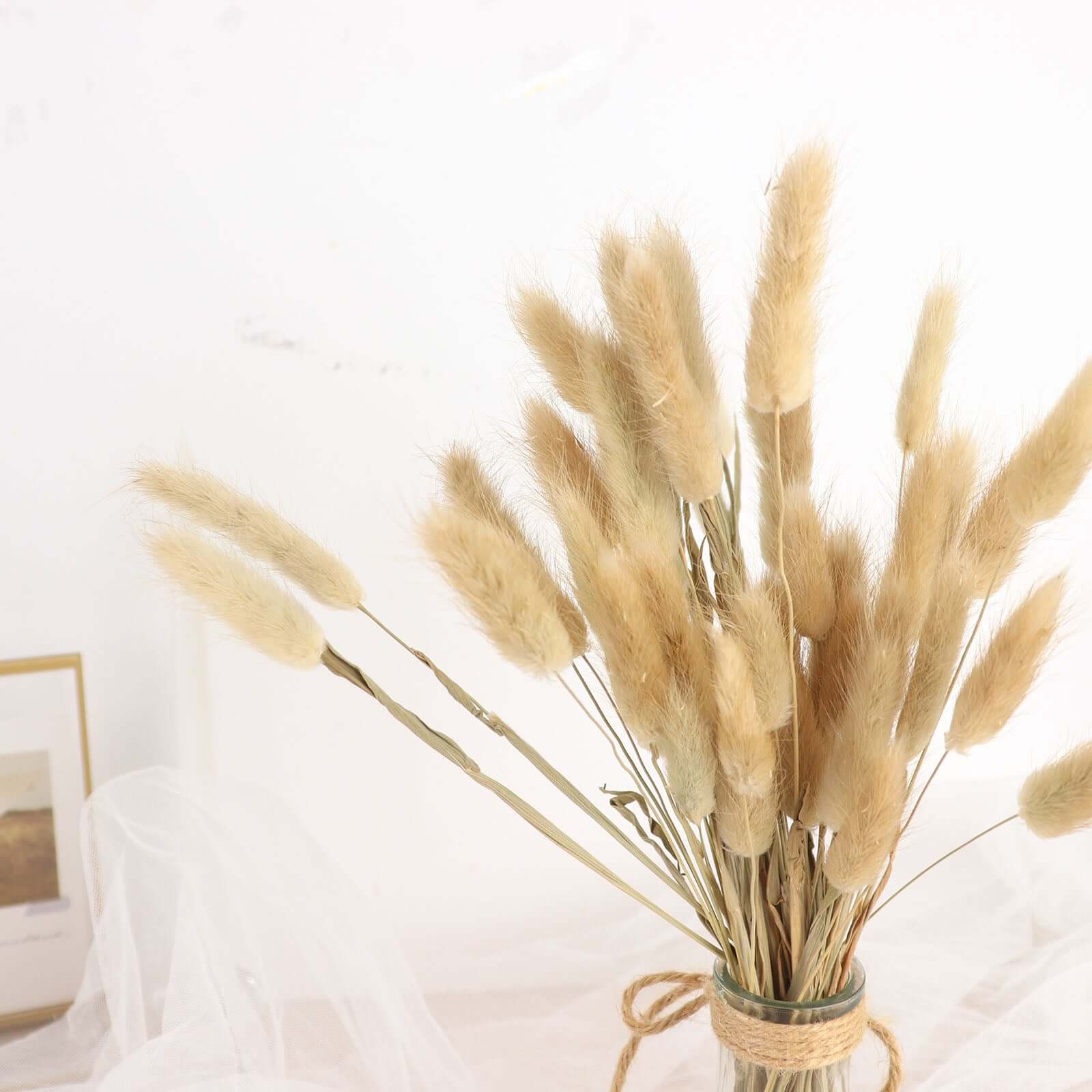Hot Sale! 50-Pack Natural Dried Bunny Tail Grass for Farmhouse Decor, Events & Floral Arrangements