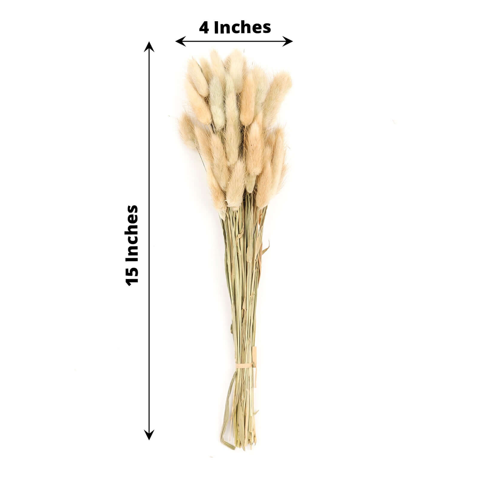 Hot Sale! 50-Pack Natural Dried Bunny Tail Grass for Farmhouse Decor, Events & Floral Arrangements