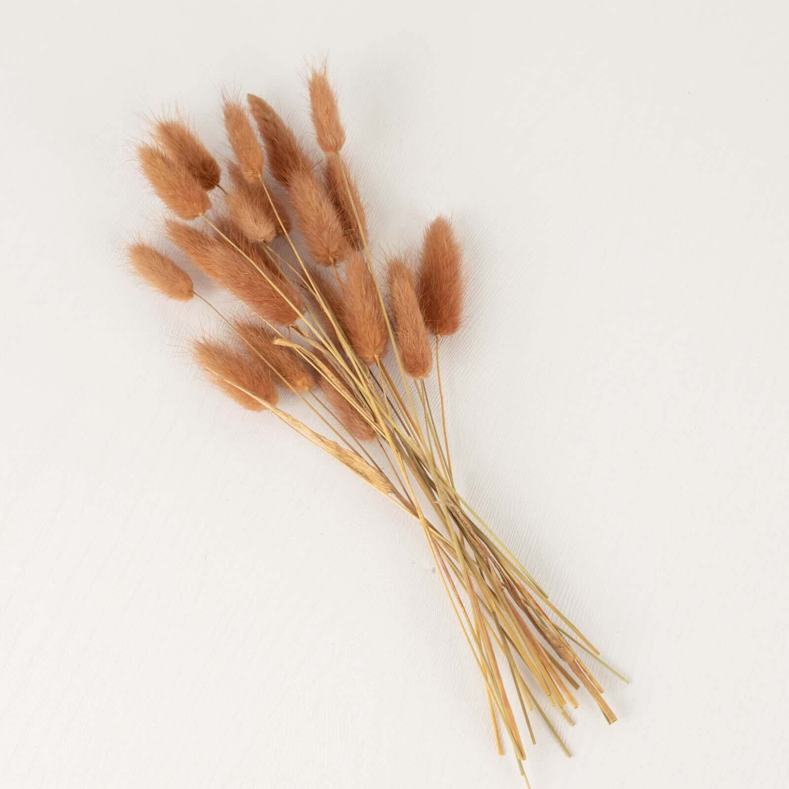 50-Pack Brown Dried Bunny Tail Grass - Rustic Ornamental Grass for Farmhouse Decor & Floral Events