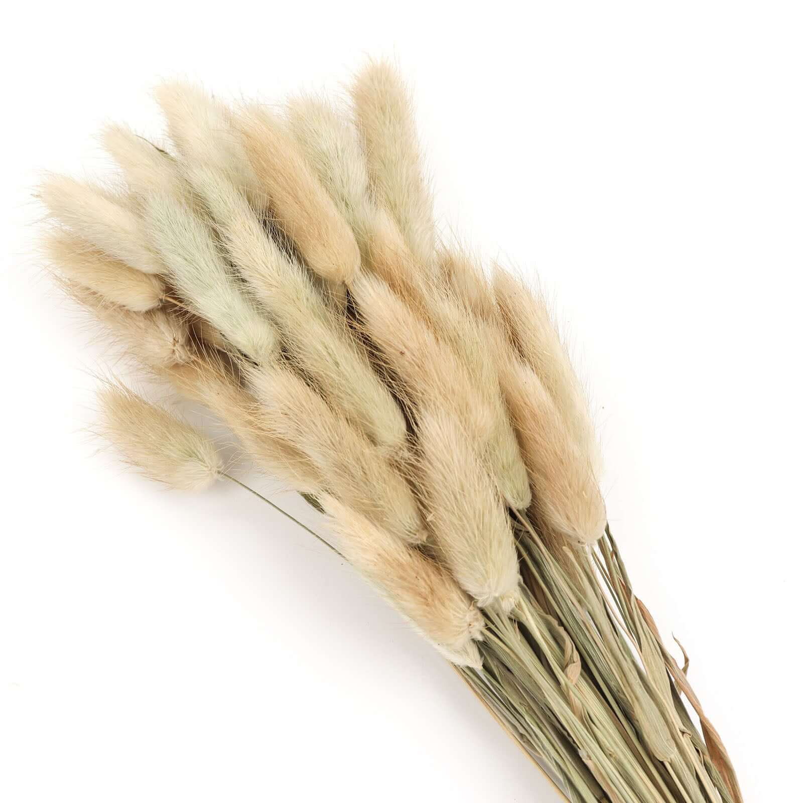 Hot Sale! 50-Pack Natural Dried Bunny Tail Grass for Farmhouse Decor, Events & Floral Arrangements