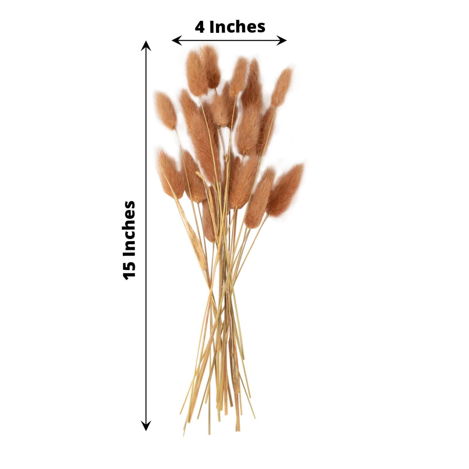 50-Pack Brown Dried Bunny Tail Grass - Rustic Ornamental Grass for Farmhouse Decor & Floral Events