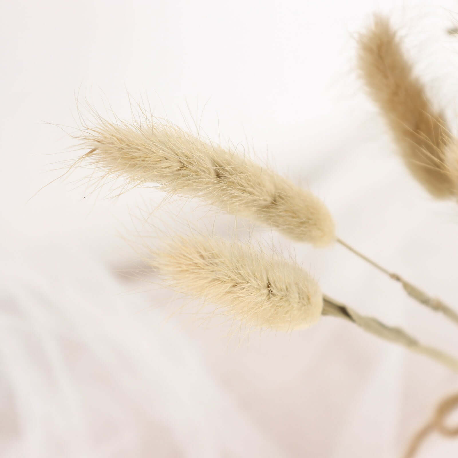 Hot Sale! 50-Pack Natural Dried Bunny Tail Grass for Farmhouse Decor, Events & Floral Arrangements