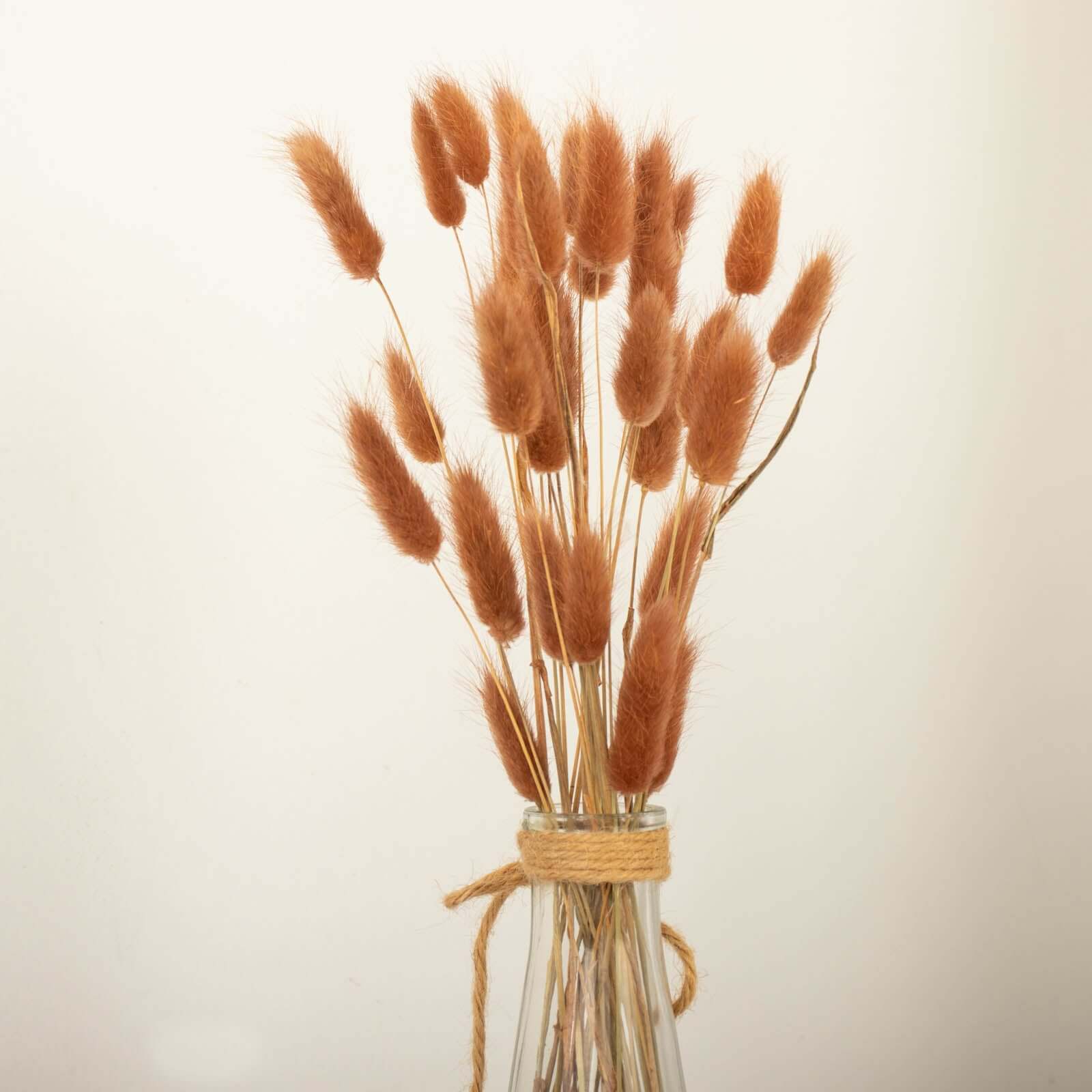 50-Pack Brown Dried Bunny Tail Grass - Rustic Ornamental Grass for Farmhouse Decor & Floral Events