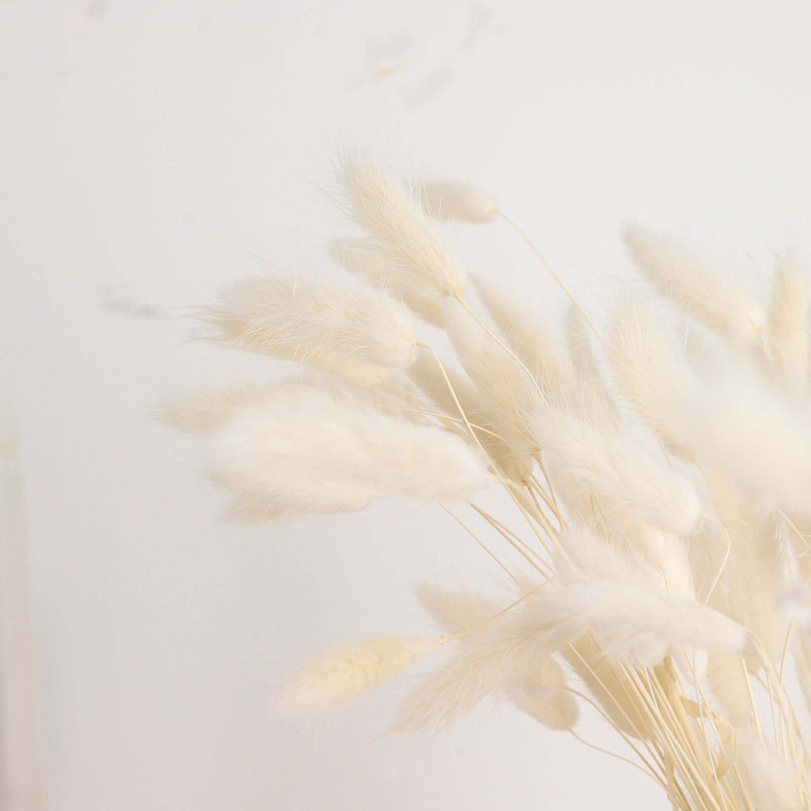 50-Pack Natural White Dried Bunny Tail Grass - Ideal for Modern Farmhouse Decor and Event Styling