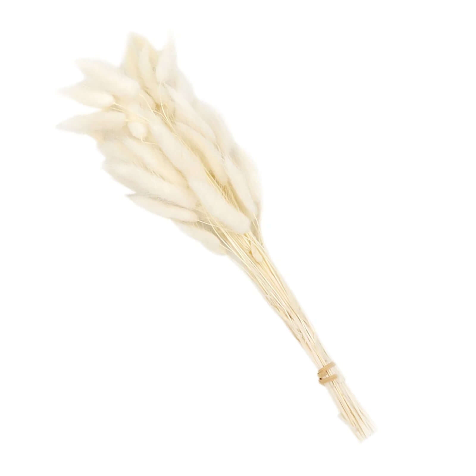 50-Pack Natural White Dried Bunny Tail Grass - Ideal for Modern Farmhouse Decor and Event Styling