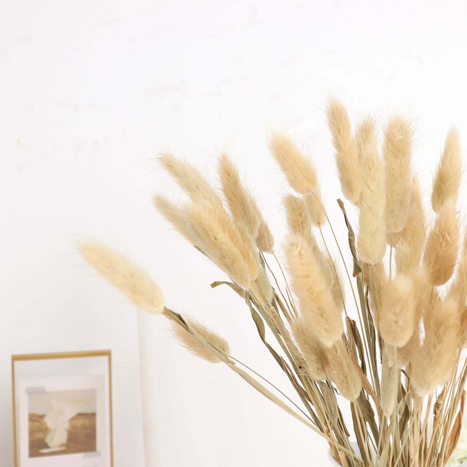 Hot Sale! 50-Pack Natural Dried Bunny Tail Grass for Farmhouse Decor, Events & Floral Arrangements