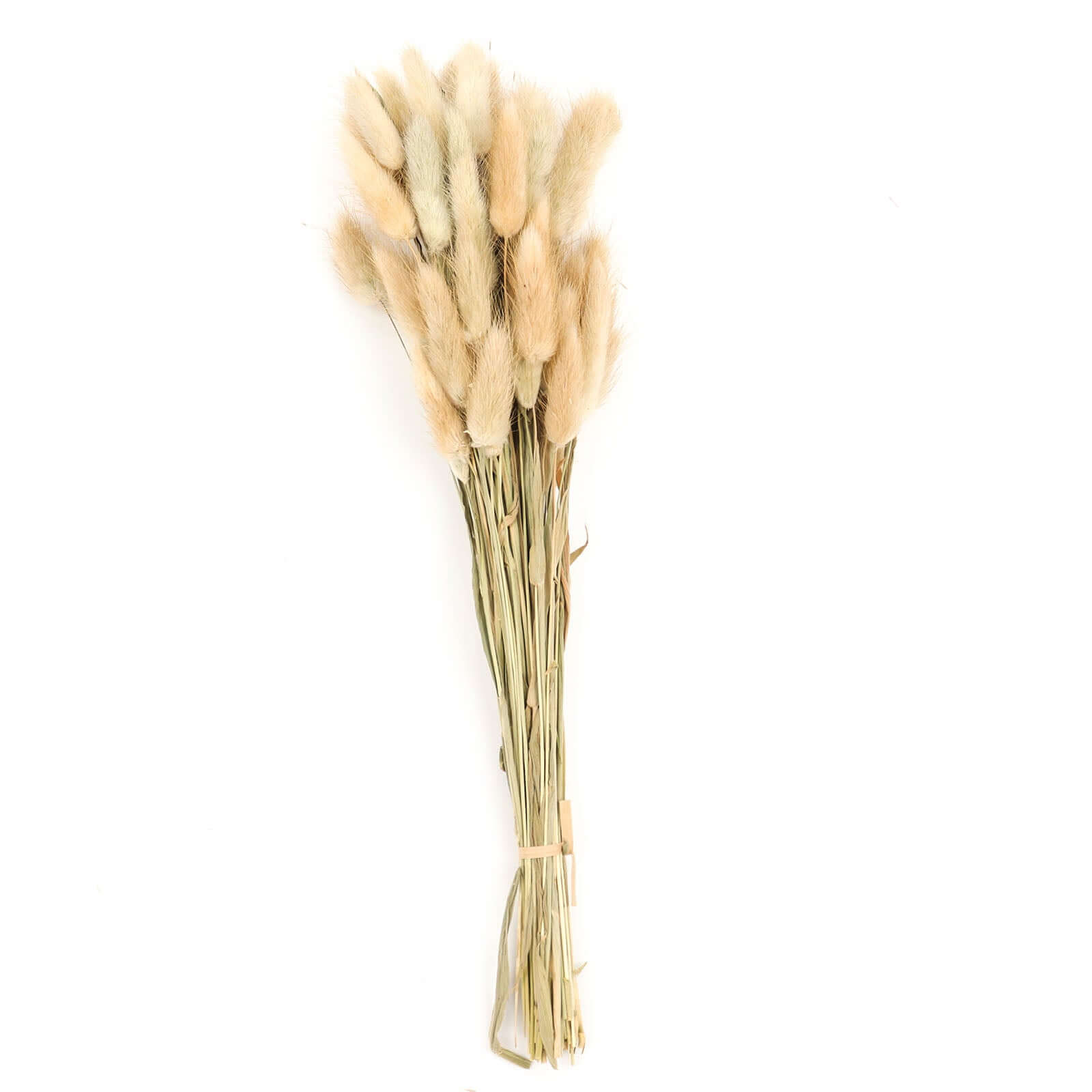Hot Sale! 50-Pack Natural Dried Bunny Tail Grass for Farmhouse Decor, Events & Floral Arrangements