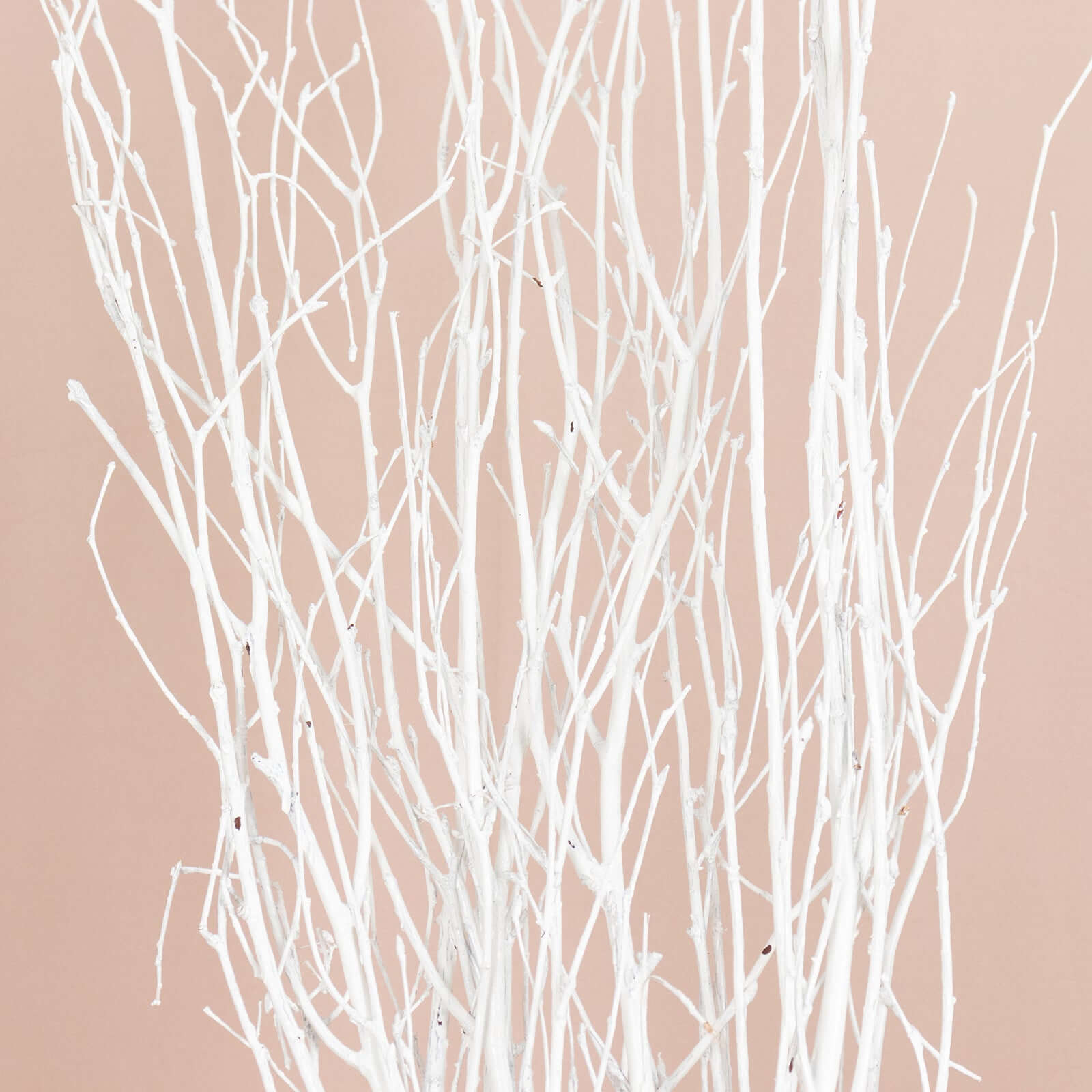 Hot Deal! 6-Pack White Natural Birch Branches, Extra Long for Wedding & Vase Decor