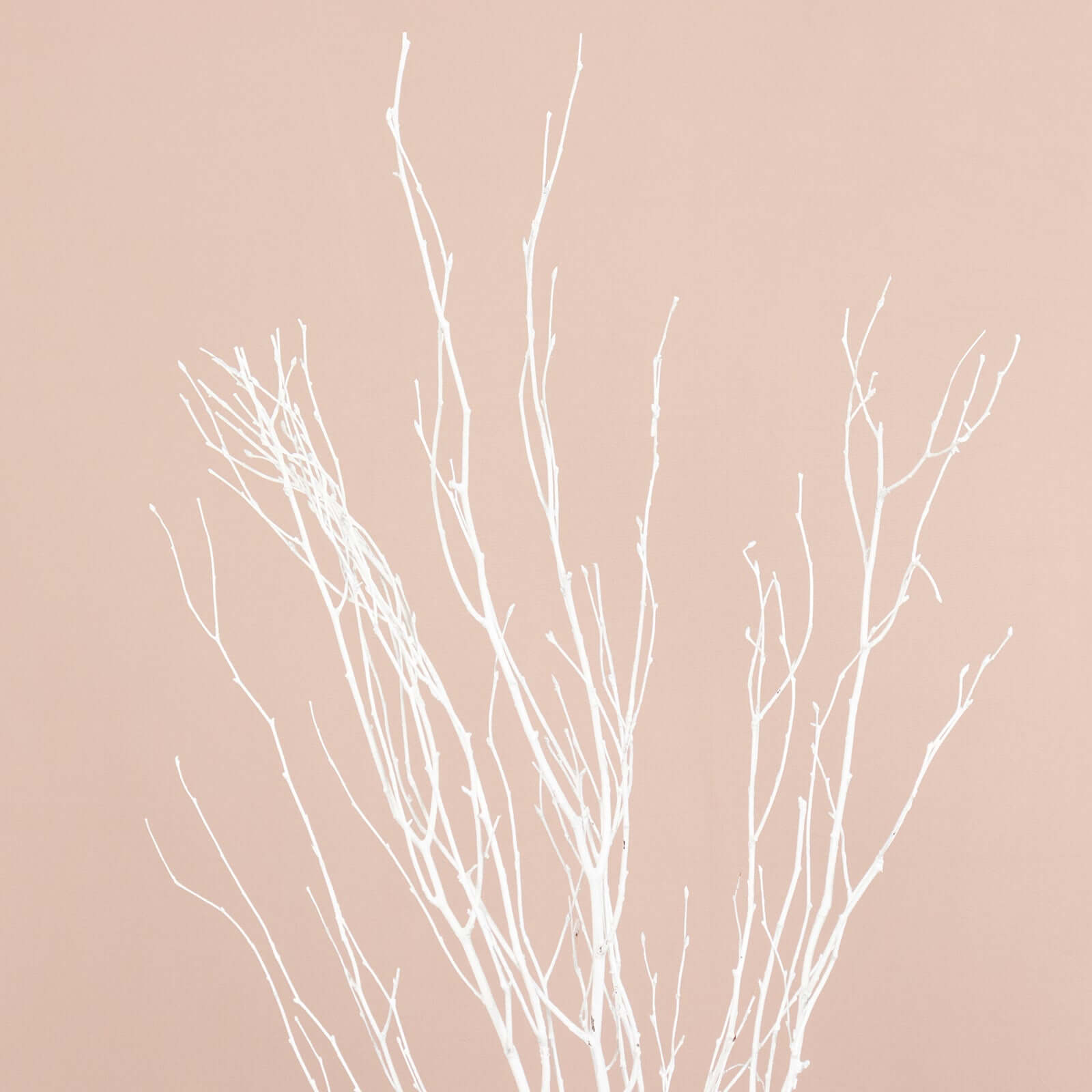 Hot Deal! 6-Pack White Natural Birch Branches, Extra Long for Wedding & Vase Decor